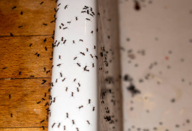Best Termite Control Services  in Tonganoxie, KS